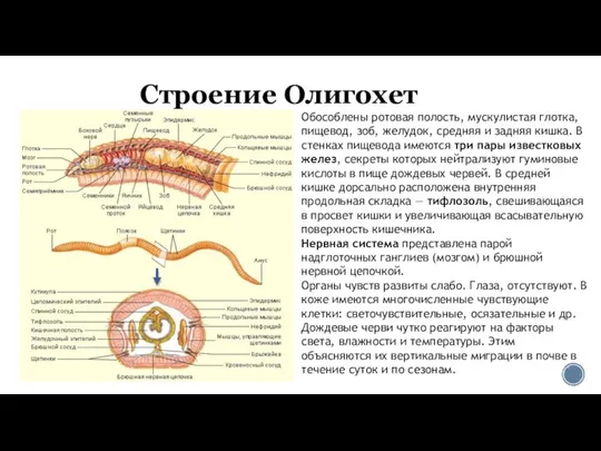 Строение Олигохет Обособлены ротовая полость, мускулистая глотка, пищевод, зоб, желудок, средняя