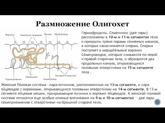 Размножение Олигохет Гермафродиты. Семенники (две пары) расположены в 10-м и 11-м