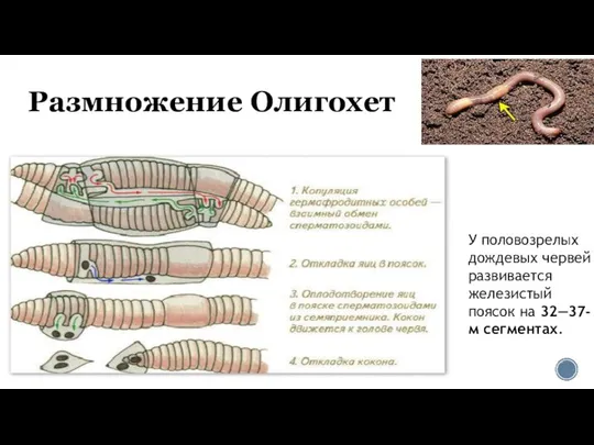 Размножение Олигохет У половозрелых дождевых червей развивается железистый поясок на 32—37-м сегментах.