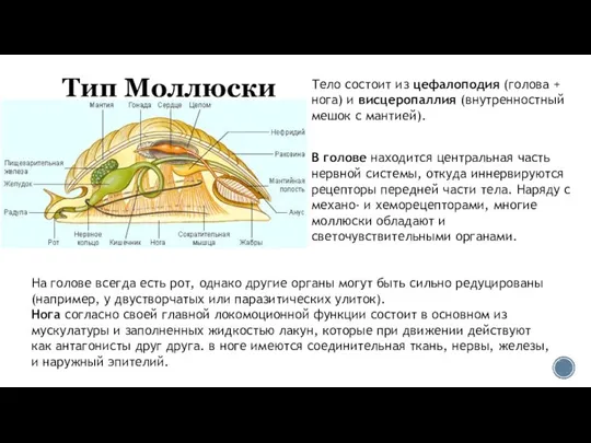 Тип Моллюски Тело состоит из цефалоподия (голова + нога) и висцеропаллия