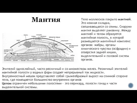 Мантия Тело моллюсков покрыто мантией. Это кожная складка, свешивающаяся со спины.