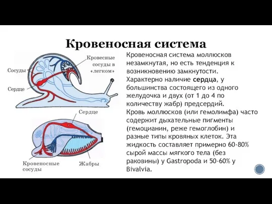 Кровеносная система Кровеносная система моллюсков незамкнутая, но есть тенденция к возникновению