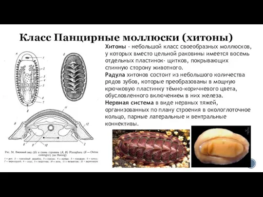 Класс Панцирные моллюски (хитоны) Хитоны - небольшой класс своеобразных моллюсков, у