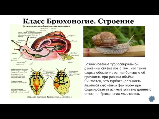 Класс Брюхоногие. Строение Возникновение турбоспиральной раковины связывают с тем, что такая