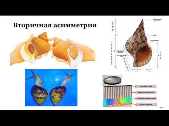 Вторичная асимметрия