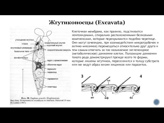 Жгутиконосцы (Excavata) Клеточная мембрана, как правило, подстилается лентовидными, спирально расположенными белковыми