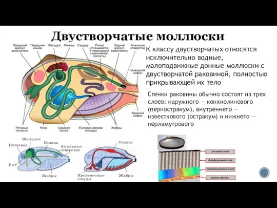 Двустворчатые моллюски К классу двустворчатых относятся исключительно водные, малоподвижные донные моллюски