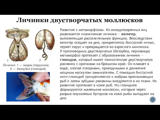 Личинки двустворчатых моллюсков Личинки: 1 — мидии (парусник); 2 — беззубки