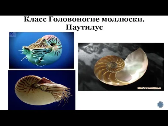Класс Головоногие моллюски. Наутилус
