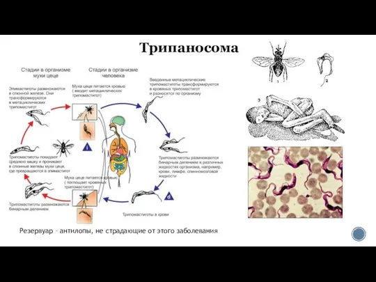 Трипаносома Резервуар – антилопы, не страдающие от этого заболевания