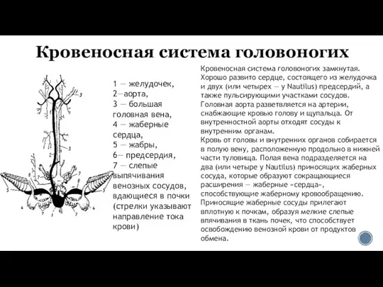 Кровеносная система головоногих 1 — желудочек, 2—аорта, 3 — большая головная