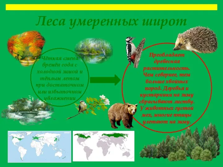 Леса умеренных широт Чёткая смена времён года с холодной зимой и