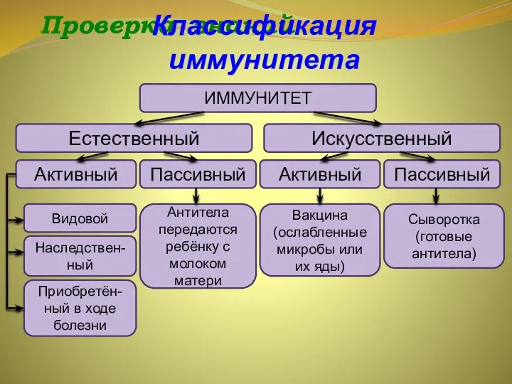 Проверка знаний Классификация иммунитета ИММУНИТЕТ Естественный Искусственный Пассивный Активный Пассивный Активный