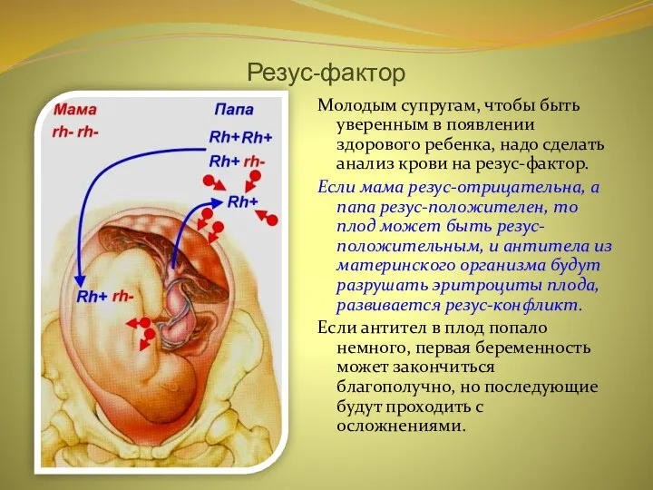 Резус-фактор Молодым супругам, чтобы быть уверенным в появлении здорового ребенка, надо