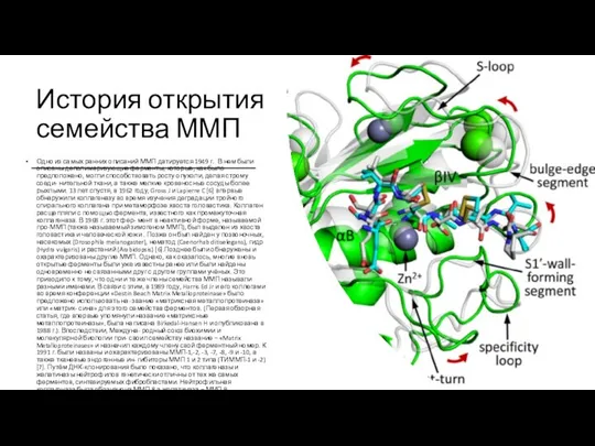 История открытия семейства ММП Одно из самых ранних описаний ММП датируется