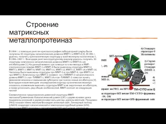 Строение матриксных металлопротеиназ В 1994 г. с помощью рентген-кристаллографии лабораторией Longley