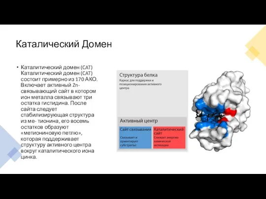 Каталический Домен Каталитический домен (CAT)Каталитический домен (CAT) состоит примерно из 170