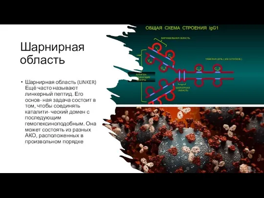 Шарнирная область Шарнирная область (LINKER)Ещё часто называют линкерный пептид. Его основ-