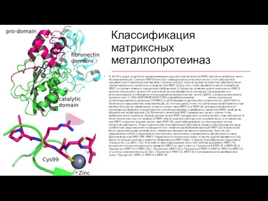 Классификация матриксных металлопротеиназ В 80–90-х годах, когда было охарактеризовано достаточное количество