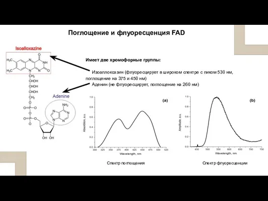 Имеет две хромофорные группы: Изоаллоксазин (флуоресцирует в широком спектре с пиком