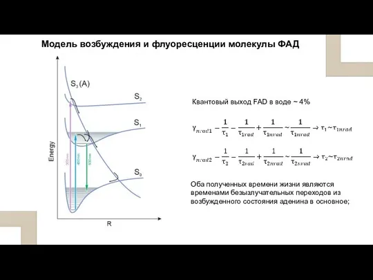 Модель возбуждения и флуоресценции молекулы ФАД Квантовый выход FAD в воде