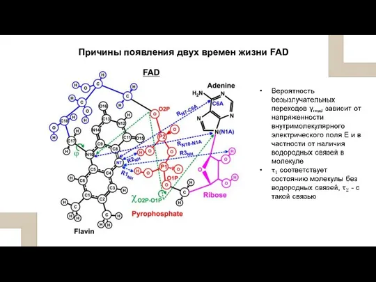 Причины появления двух времен жизни FAD