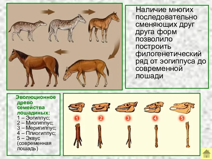 Наличие многих последовательно сменяющих друг друга форм позволило построить филогенетический ряд