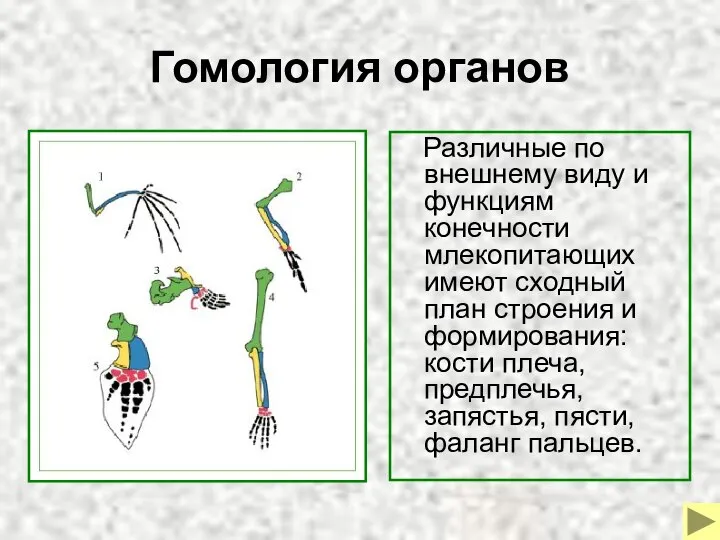 Гомология органов Различные по внешнему виду и функциям конечности млекопитающих имеют