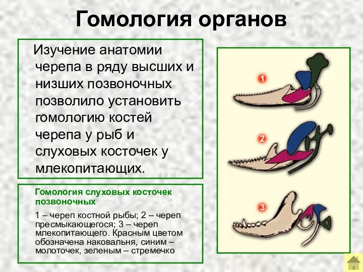 Гомология органов Гомология слуховых косточек позвоночных 1 – череп костной рыбы;