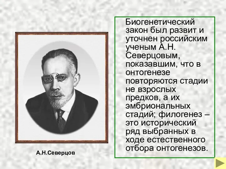 Биогенетический закон был развит и уточнен российским ученым А.Н.Северцовым, показавшим, что