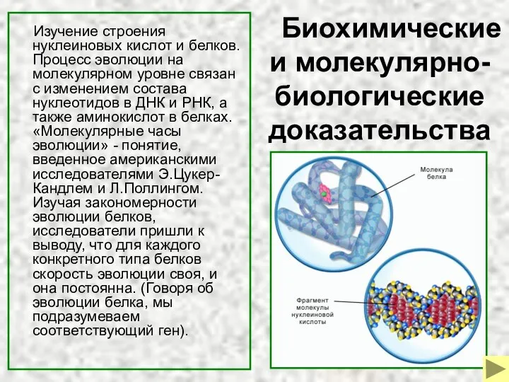 Биохимические и молекулярно-биологические доказательства Изучение строения нуклеиновых кислот и белков. Процесс