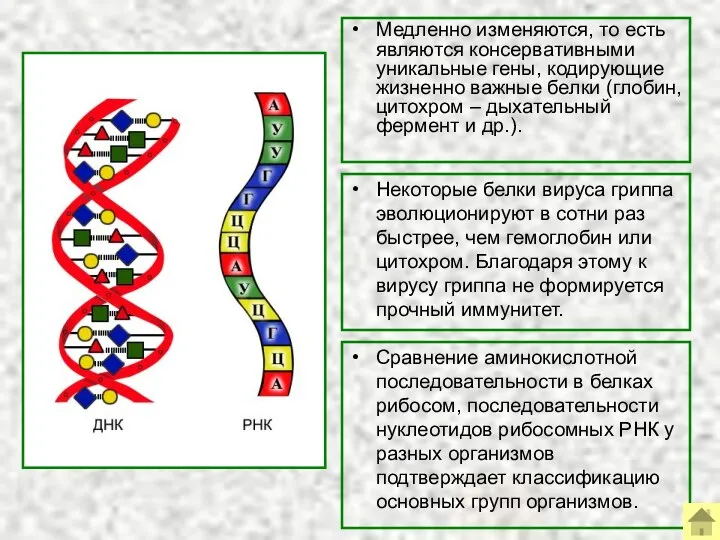 Медленно изменяются, то есть являются консервативными уникальные гены, кодирующие жизненно важные