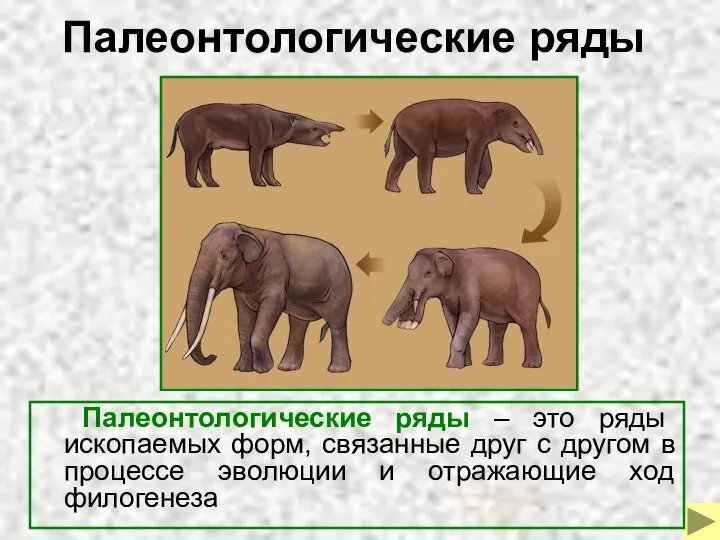 Палеонтологические ряды Палеонтологические ряды – это ряды ископаемых форм, связанные друг