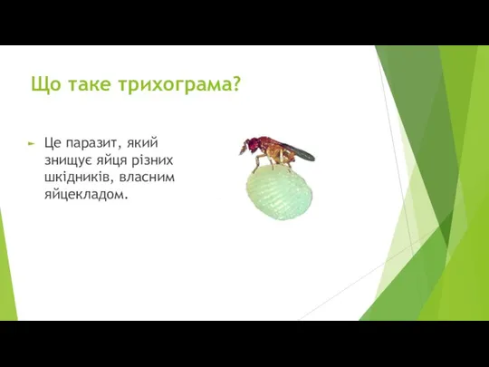 Що таке трихограма? Це паразит, який знищує яйця різних шкідників, власним яйцекладом.