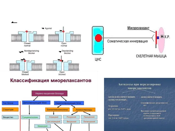 Эффекты воздействия на ацетилхолиновые рецепторы: • Курареподобные средства / миорелаксанты Механизмы действия Покой Возбуждение