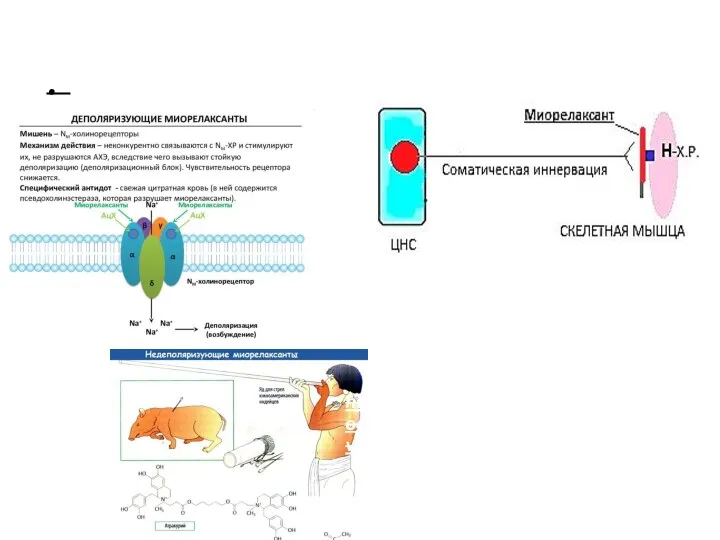 Эффекты воздействия на ацетилхолиновые рецепторы: • Курареподобные средства / миорелаксанты Механизмы действия https://meduniver.com/Medical/farmacologia/mexanizm_deistvia_miorelaksantov.html