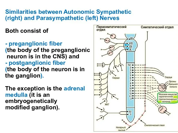 Similarities between Autonomic Sympathetic (right) and Parasympathetic (left) Nerves Both consist