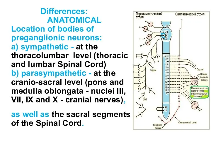 Differences: ANATOMICAL Location of bodies of preganglionic neurons: a) sympathetic -