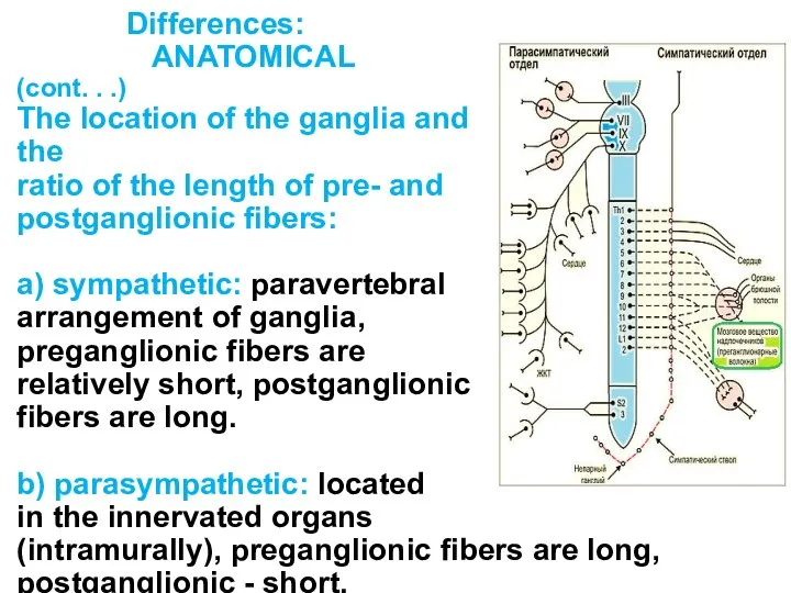 Differences: ANATOMICAL (cont. . .) The location of the ganglia and