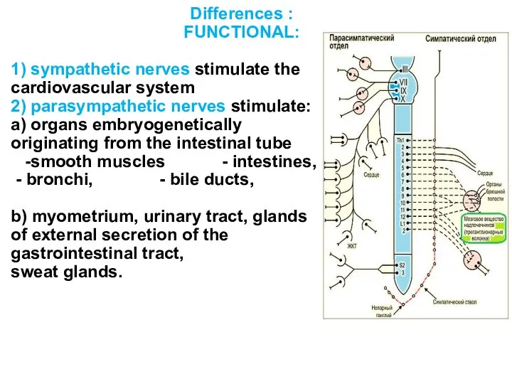 Differences : FUNCTIONAL: 1) sympathetic nerves stimulate the cardiovascular system 2)