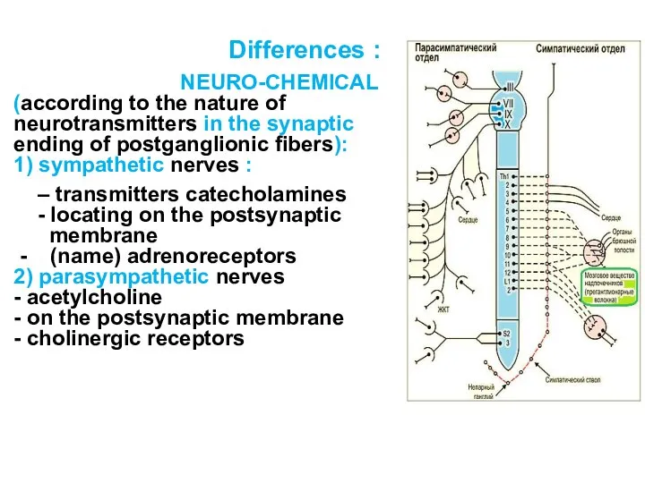 Differences : NEURO-CHEMICAL (according to the nature of neurotransmitters in the