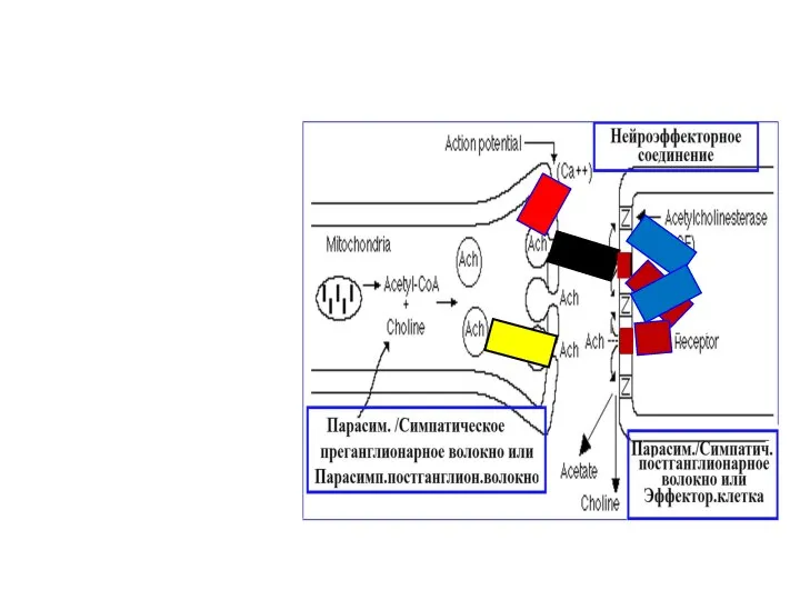 Mechanisms of the transfer of excitation in the ANS: features of