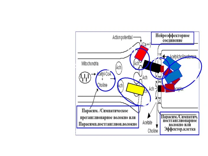 Pharmacological effects in the synapse m. b. carried out for any