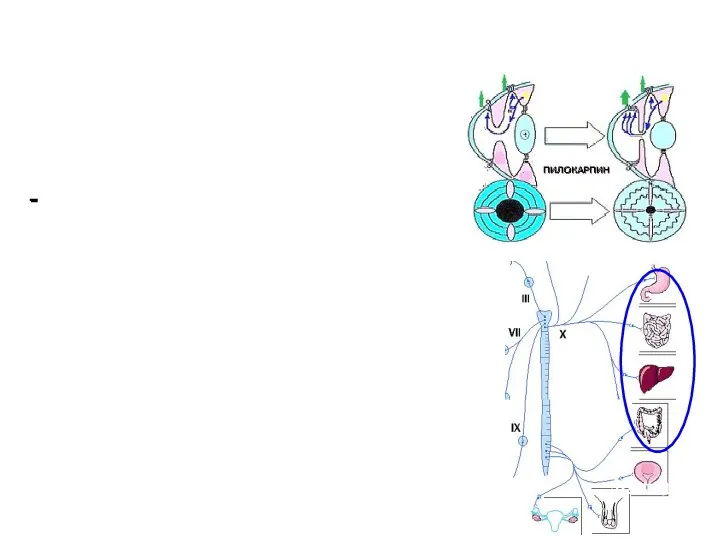 Моч.пузырь Genitalia Effects on acetylcholine receptors: M-cholinomimetics Indications for treatment Pilocarpine