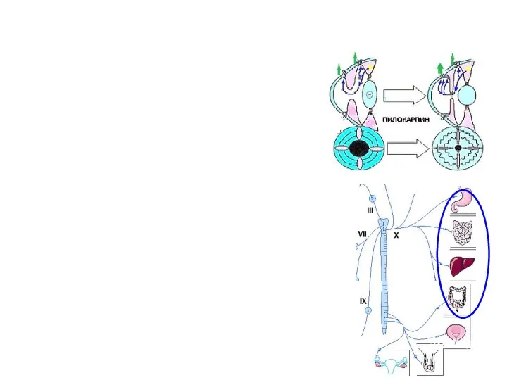 Моч.пузырь Genitalia Effects on acetylcholine receptors: M-cholinomimetics NSE Pilocarpine & Aceclidine