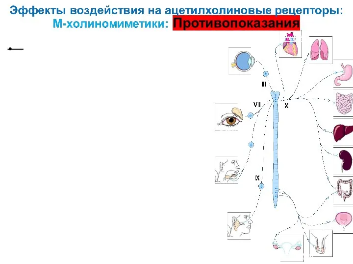 Genitalia Моч.пузырь Син. & а-в узлы Слезн.железы Железы полости рта Pilocarpine