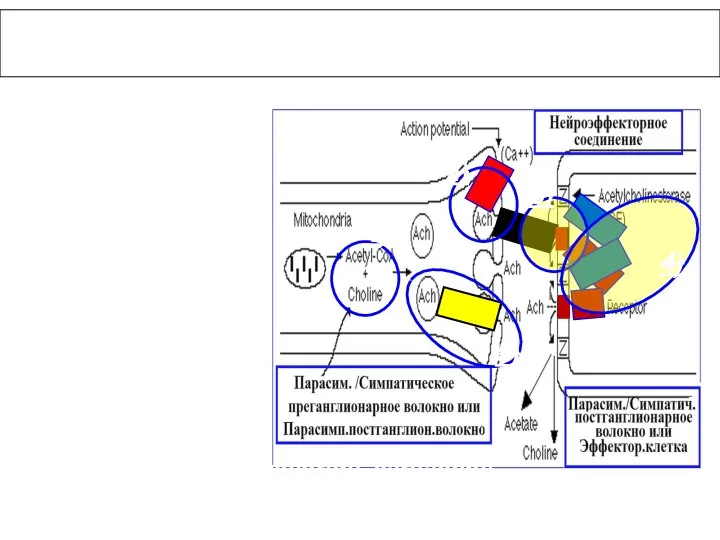 Pharmacological effect in the synapse is on processes 3 and 4: