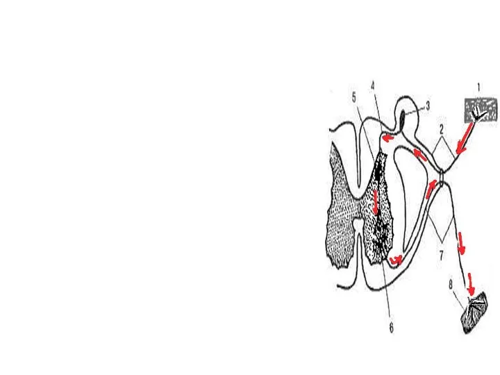 Key moments of the anatomy and physiology of the NS (on