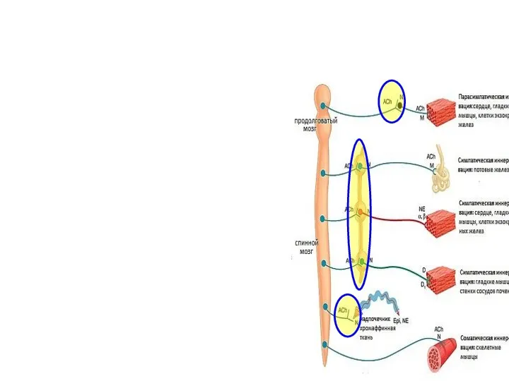 Эффекты воздействия на ацетилхолиновые рецепторы: Н -холиномиметики Стимуляция Н-ХР-1 парасимпатических ганглиев