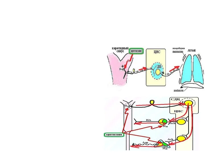 Эффекты воздействия на ацетилхолиновые рецепторы: Н -холиномиметики Стимуляция Н-ХР-2 синокаротидной зоны